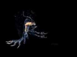 blackwater dive - Anilao Photo Academy by Corrine Allas 